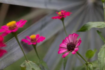 The Flower of the Year for 2017 is the zinnia