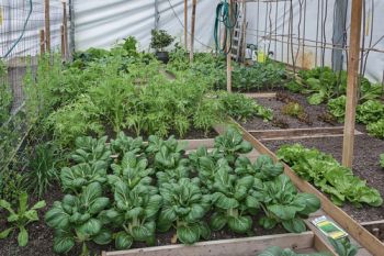 The National Allotment Society (NAS) says it is ‘very disappointed’