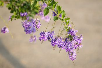 The plant of the month for July is the salvia