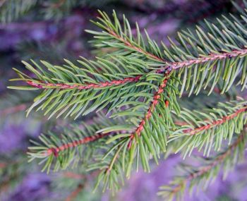 The plant of the month for October is the conifer