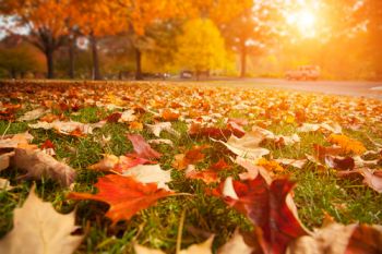 This year’s autumn colour display has been pronounced ‘beyond spectacular’