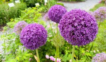 Top 5 Alliums to Grow