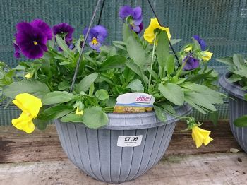 Trailing Pansy