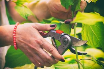 Trim back hydrangeas