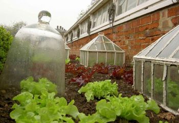 Use cloches to protect overwintering crops