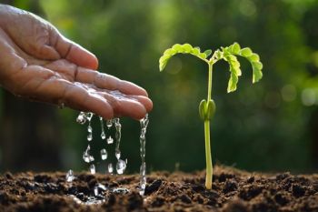 Watering the garden