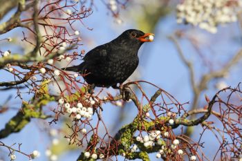 What to do in the garden in December