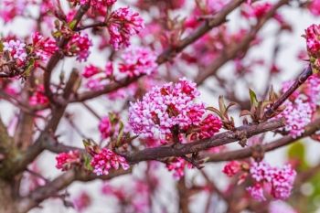 What to do in the garden in December?