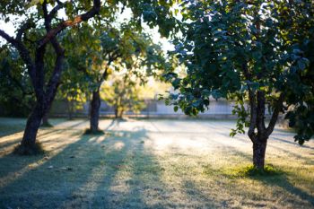 What to do in the garden in December