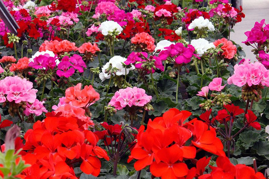 Pelargoniums lyonshall speciality