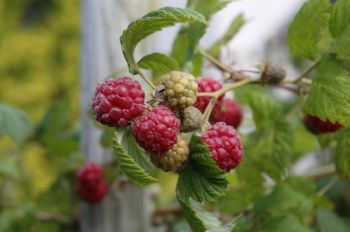 Fruit and Veg