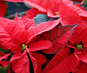 poinsettia lyonshall nurseries