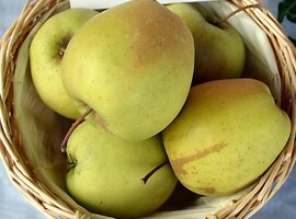 Apple varieties & descriptions