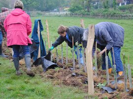 Bare root Hedging Plants