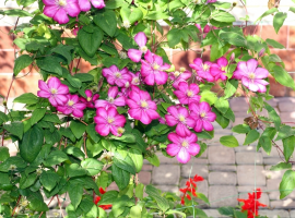 Clematis pruning made simple