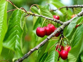 Cherry varieties & descriptions