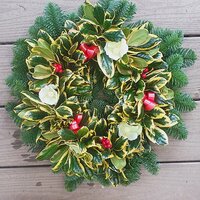 Fresh Holly Wreaths