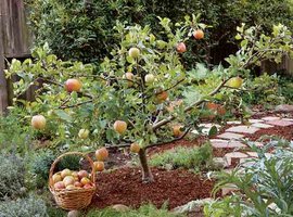 Fruit trees for small spaces