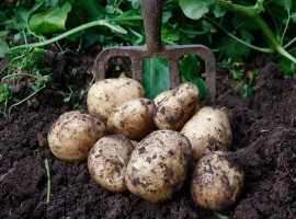 Maincrop Seed Potato