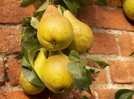 Fruit Trees & bushes