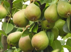Pear varieties & descriptions