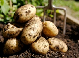 Second Early Seed Potato