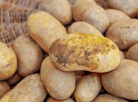 Seed Potato availibility 2021