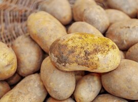 Seed Potato availability 2025