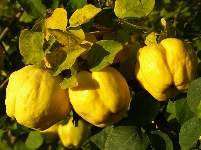 Quince tree at Lyonshall Nursery