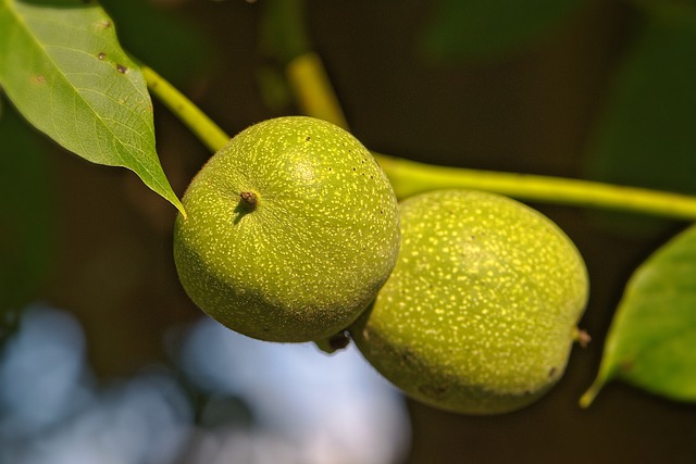 Walnuts at Lyonshall Nurseries