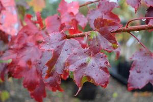 Acer rub October Glory®