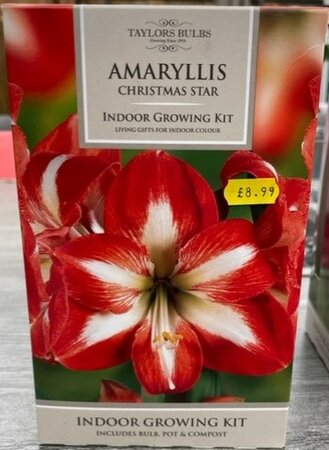 Amaryllis Christmas Star Growing Kit
