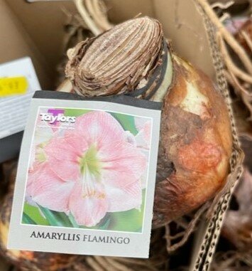 Amaryllis Flamingo