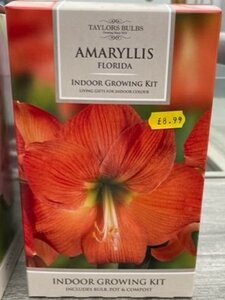 Amaryllis Florida Growing Kit