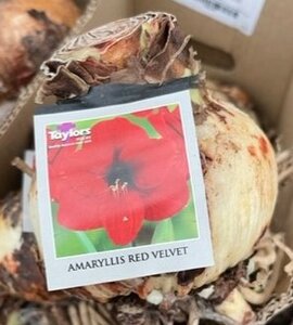 Amaryllis Red Velvet