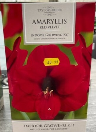 Amaryllis Red Velvet Growing Kit