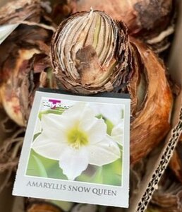 Amaryllis Snow Queen