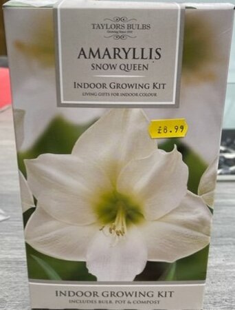 Amaryllis Snow Queen Growing Kit