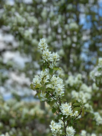 Amelanchier aln Obelisk®