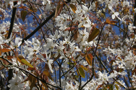 Amelanchier lae Snowflakes