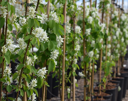 Amelanchier lamarckii - image 1