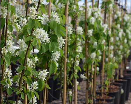 Amelanchier lamarckii