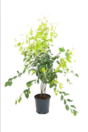 Amelanchier lamarckii - image 2