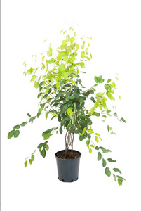 Amelanchier lamarckii - image 2