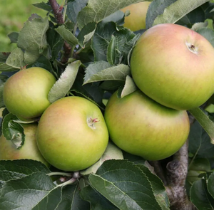 Apple (Malus) Bramley 20