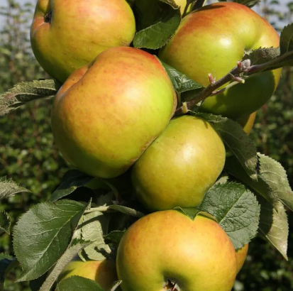 Apple (Malus) Bramley's Seedling