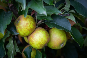 Apple (Malus) Egremont Russet