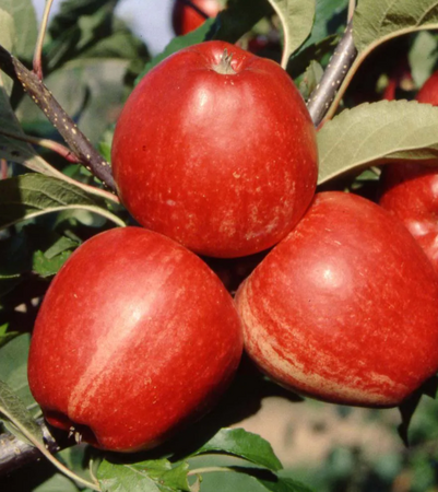 Apple (Malus) Gala