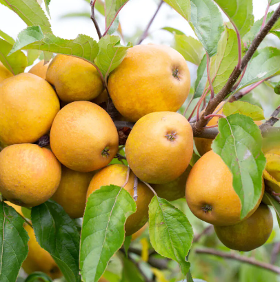 Apple (Malus) Herefordshire Russet®