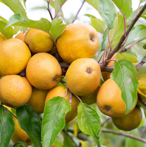 Apple (Malus) Herefordshire Russet®